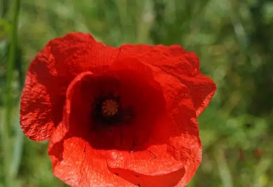 red flower in tilt shift lens