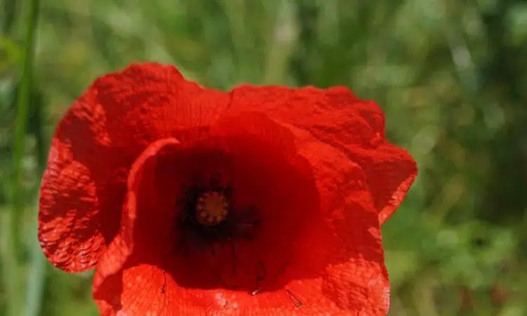 red flower in tilt shift lens