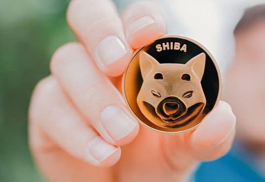 shiba