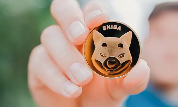 shiba