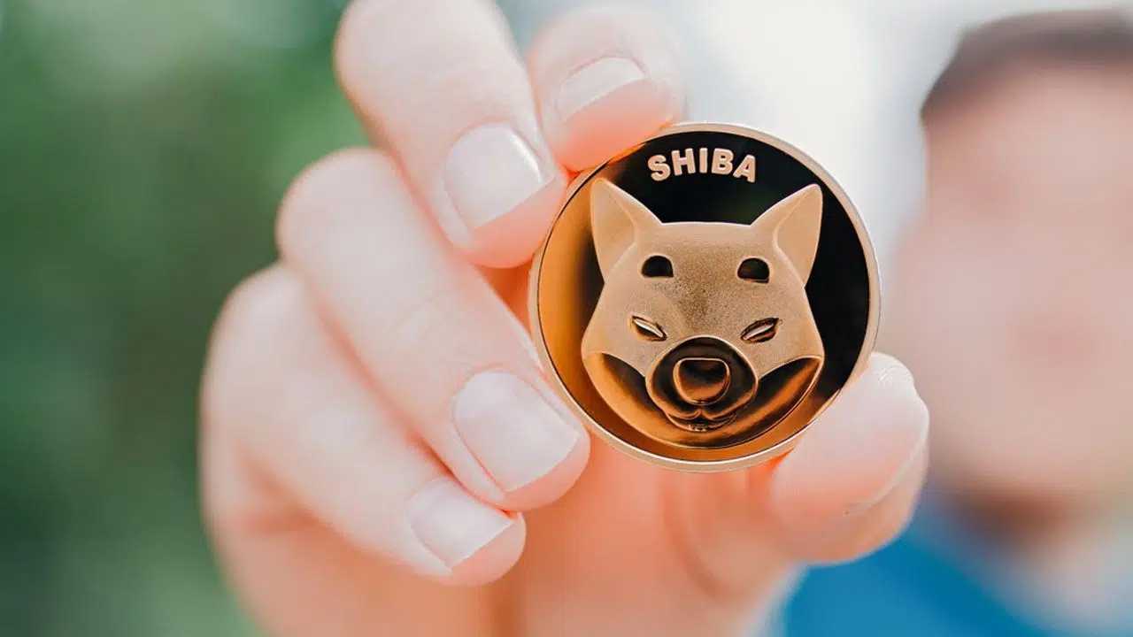 shiba